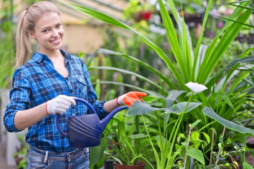 Professional hedge trimming in a Wealdstone garden