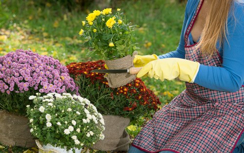 Regular Wealdstone lawn care keeping a green lawn even and healthy