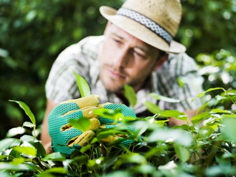 Professional garden maintenance in Wealdstone for lawns, beds, and outdoor spaces
