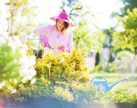 Tree felling and stump removal service in Wealdstone