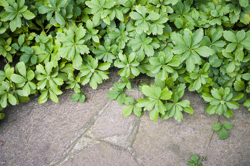 Garden yard
