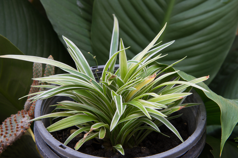 garden maintenance hedge trimming