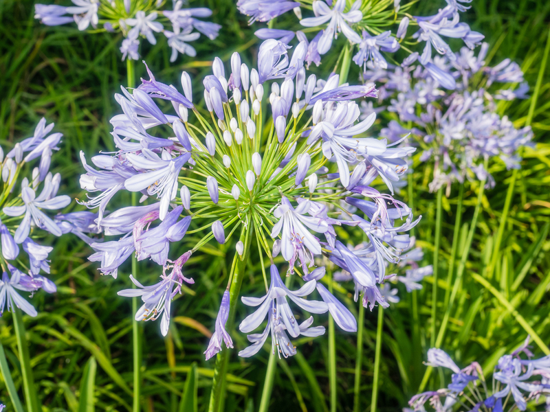 garden design Garden