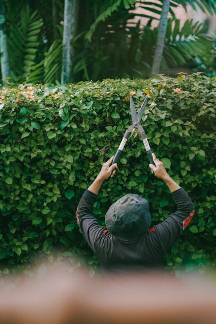 A person wearing a black long-sleeved top and a dark cap is trimming a dense, well-maintained hedge with a pair of large, sharp garden shears, positioned at the top of the hedge. The hedge features sm